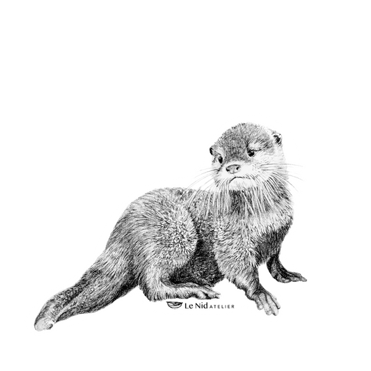 Baby Otter Magnet