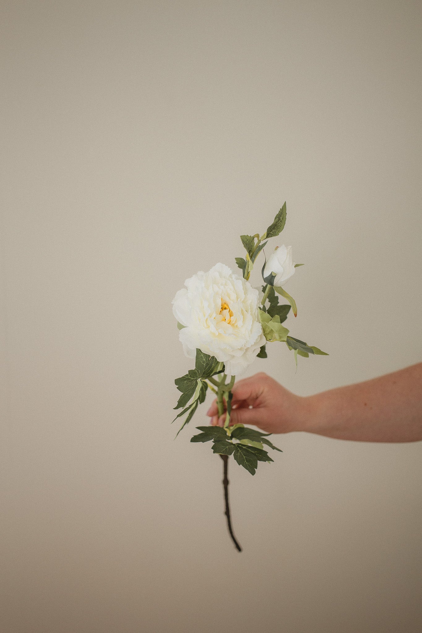 Mountain Peony