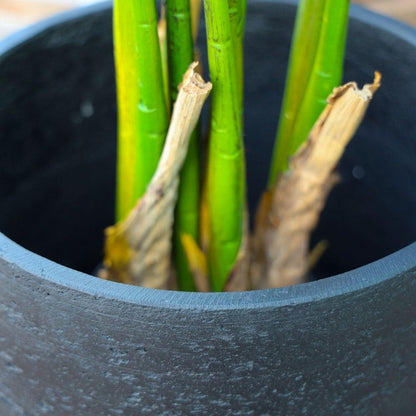 Anto Black Cement Planter 13''