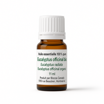 Eucalyptus officinal (Radiata)