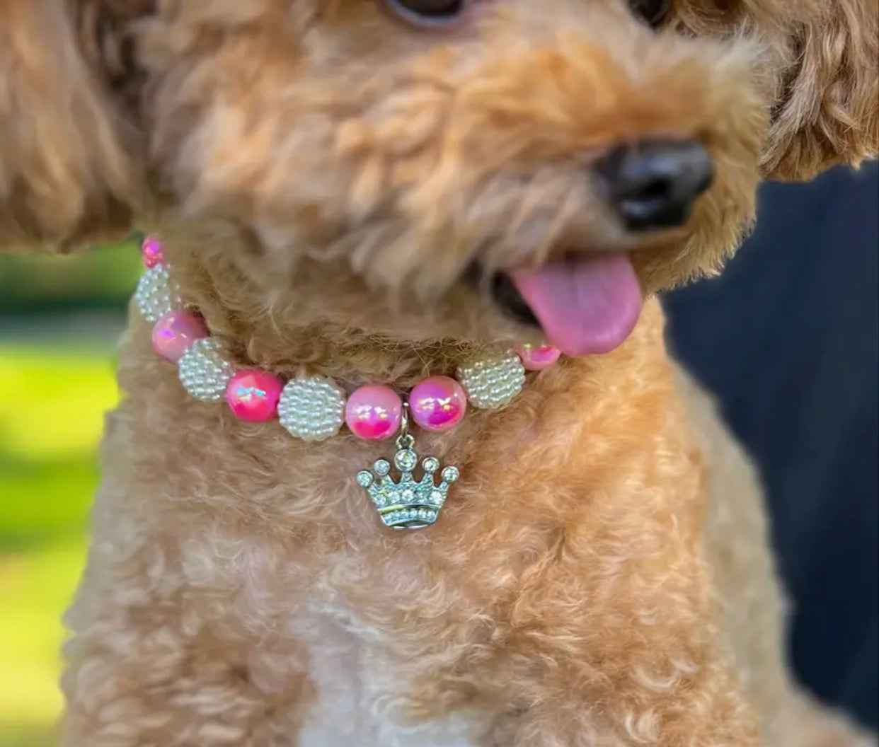 Doggy Couture Collar