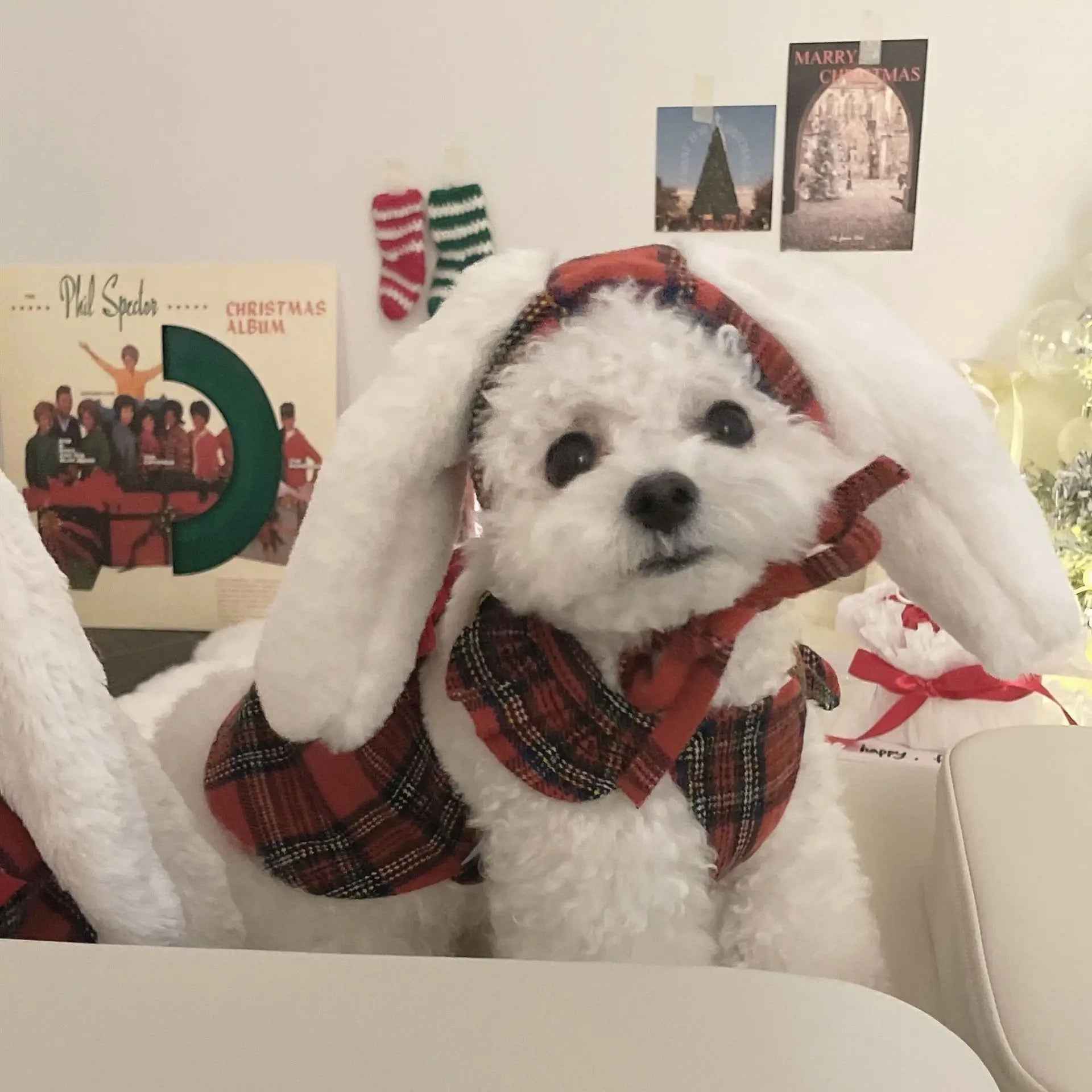 Winter Bunny Dress for Dogs – Red Plaid Dog Dress with Hat