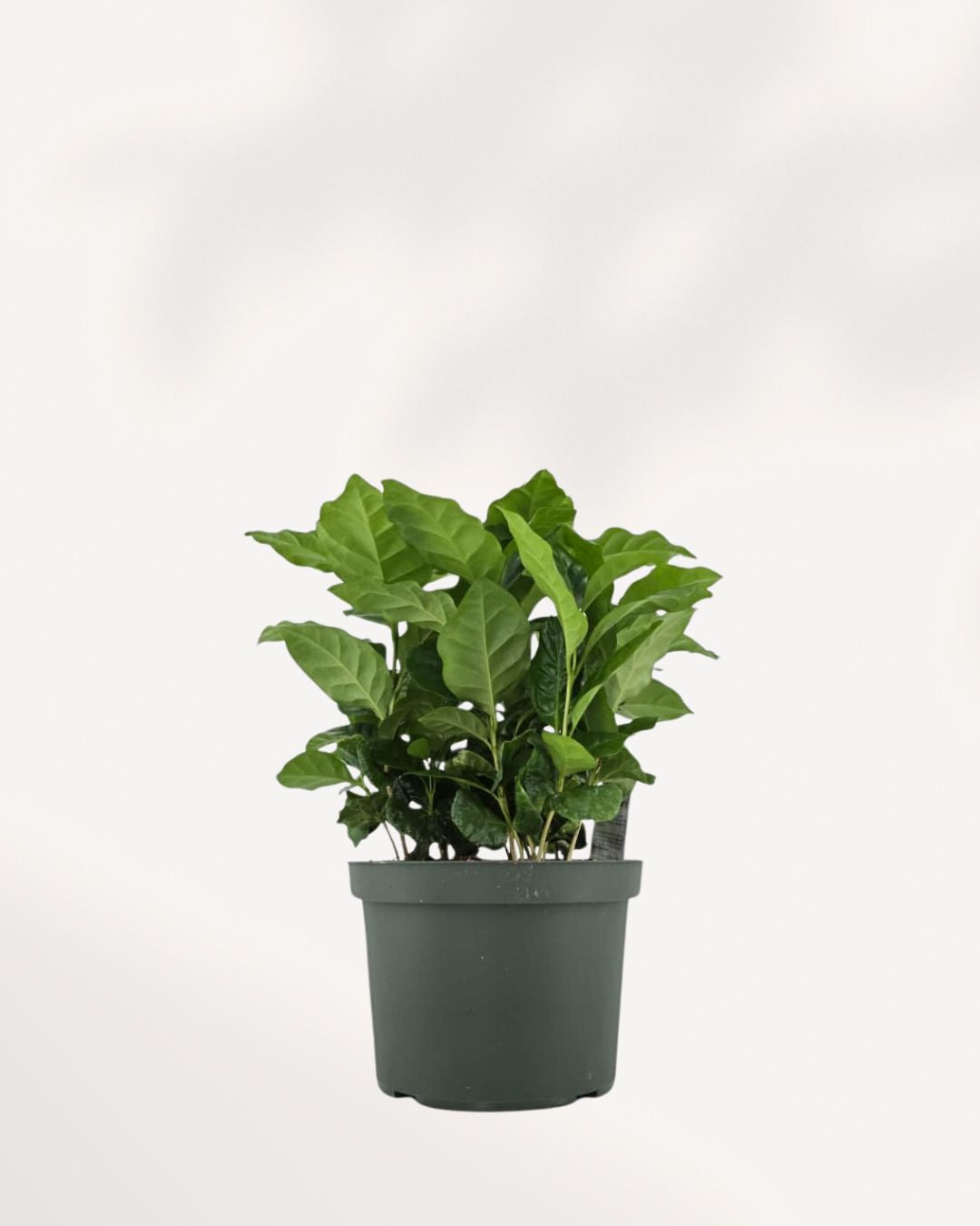 Coffee Plant