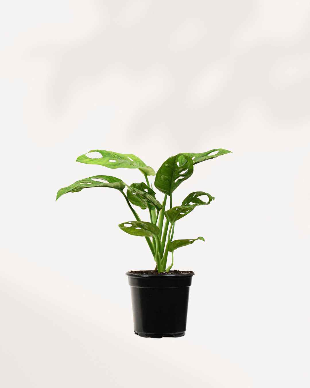 Monstera Adansonii – Indoor Plant for Homes