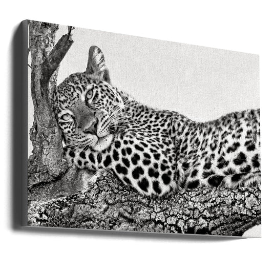 Time to rest Leopard