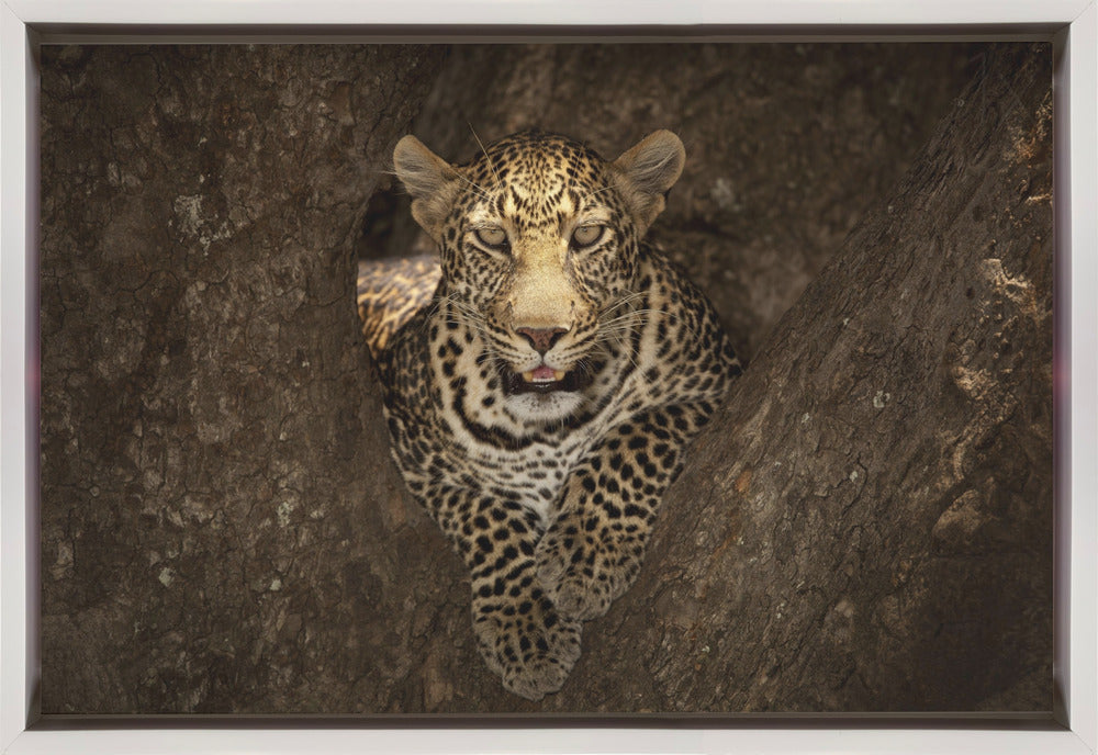 Wall art Leopard Resting on a Tree at Masai Mara