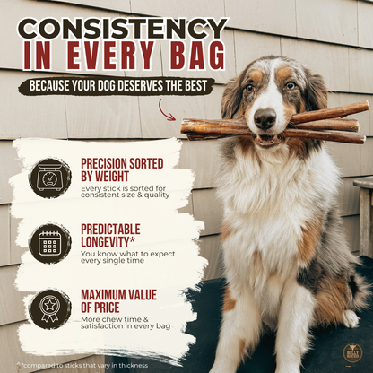 6 Inch Jumbo Braided Bully Stick