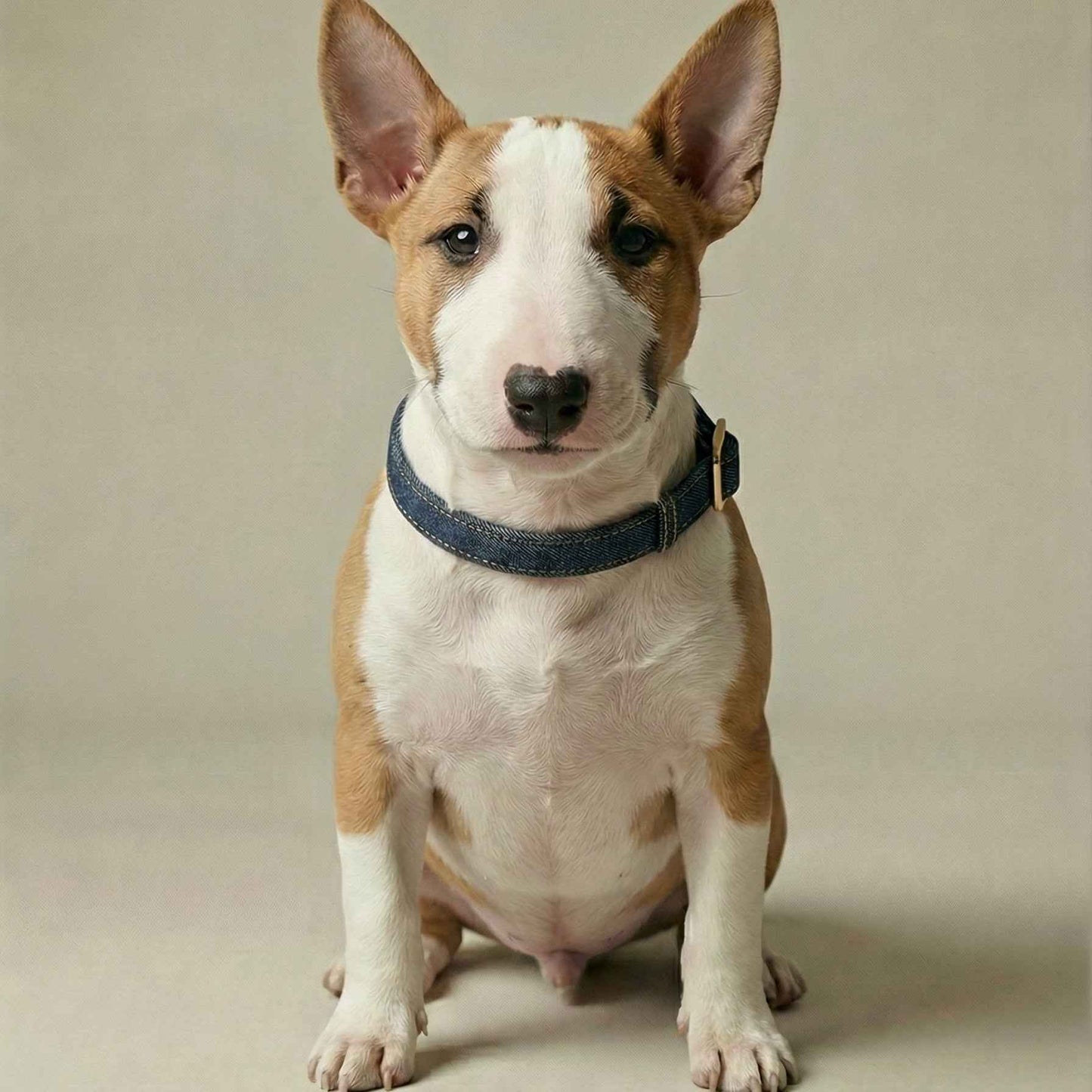 Denim Collar