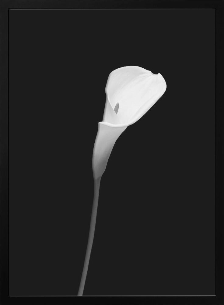 Wandbild Calla | dunkles Design