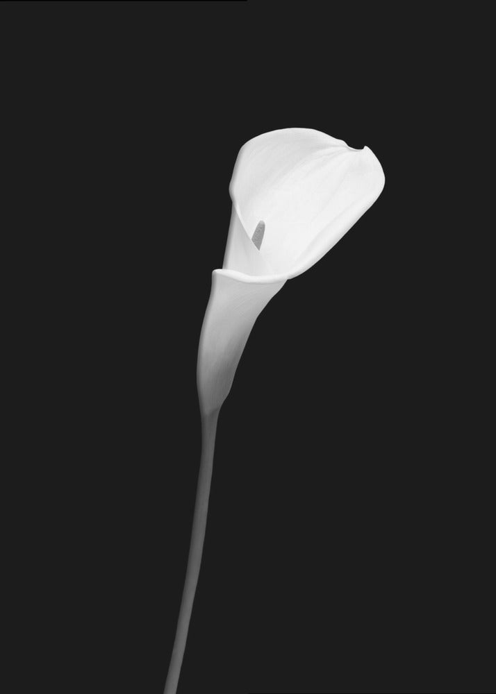 Wandbild Calla | dunkles Design